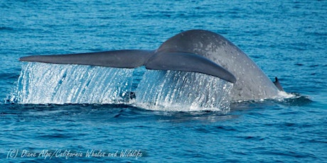 2019 ACS/LA Summertime Whale Watching Adventure primary image