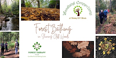 Forest Bathing in Shining Cliff Woods primary image