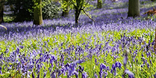 Imagem principal do evento Bluebell Wood Fundraiser Trail in the Heart of England Forest