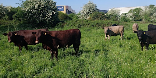 Hillingdon Volunteering - Yeading Brook Meadows (West London) primary image