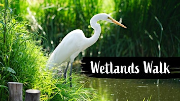 Primaire afbeelding van WETLANDS WALK: STOKE NEWINGTON - SUNDAY, 18TH AUG 2024