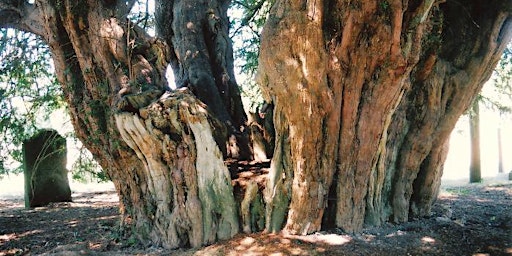 Ancient and Veteran Trees  primärbild