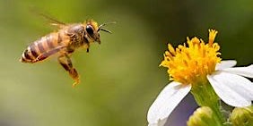 Hauptbild für Beekeeping Series: Pest and Disease Management