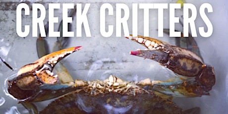Image principale de Creek Critters
