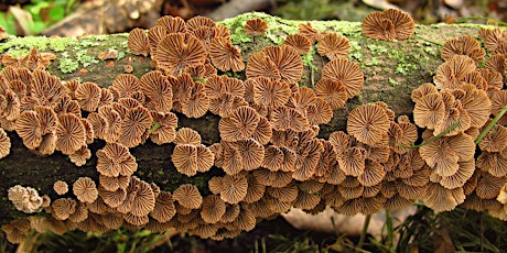 Imagen principal de Bilingual Mushroom Walk at Whistler Woods