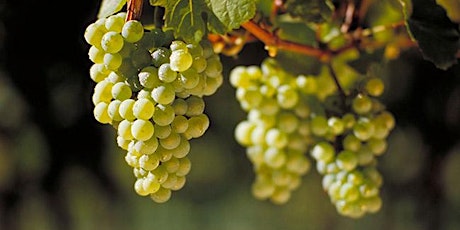 Liquid Translation wine varietal tasting series  - Riesling primary image