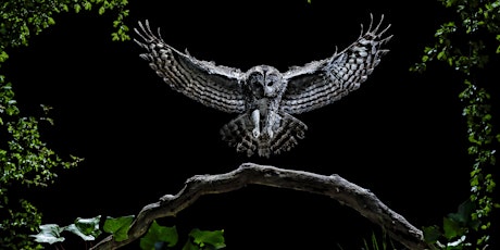 Imagen principal de Técnicas creativas de fotografía con fauna salvaje, Mario Cea