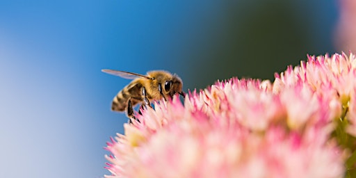 Primaire afbeelding van Make a Native Bee Sanctuary