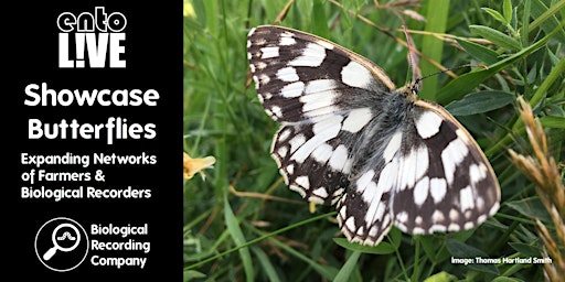 Imagen principal de Showcase Butterflies: Expanding Networks of Farmers & Biological Recorders