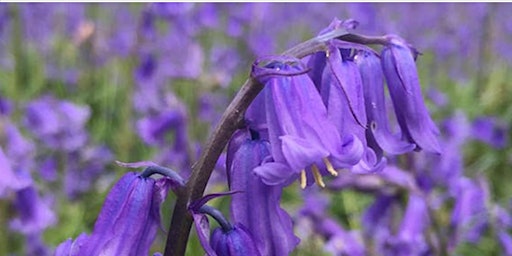 Hauptbild für Blue Bell Photography