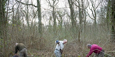 Small Woodland Management - 2024 primary image