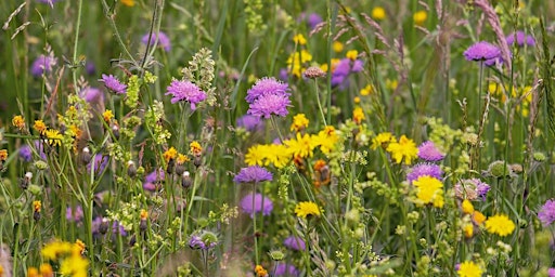 Hauptbild für Wildflower ID