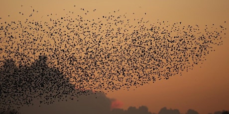 Walks with Wardens - Sunrise with Starlings at RSPB Ham Wall primary image
