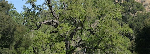 Bild für die Sammlung "Trees"