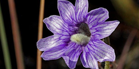 FL NATIVE PLANT SOCIETY - CARNIVOROUS PLANTS - WEST PALM BEACH