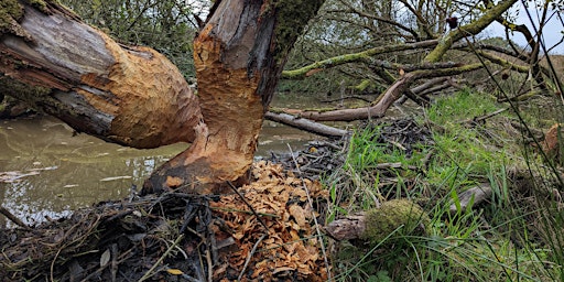 Primaire afbeelding van Beaver Ecology & Reintroduction