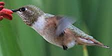 Primaire afbeelding van 7-13-2024  Hummingbirds