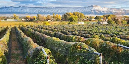 Hauptbild für August 2024 Centennial Pop-Up Wine Tasting with Whitewater Hill Vineyards