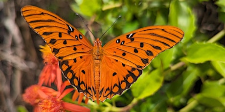 Florida-Friendly Landscaping™ for Wildlife and Pollinators primary image