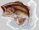 Organizer profile image