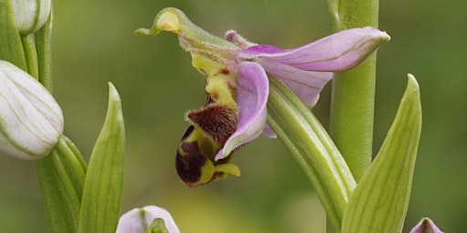 Introduction to Orchids  primärbild