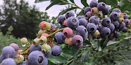 Blueberry Solstice Supper primary image