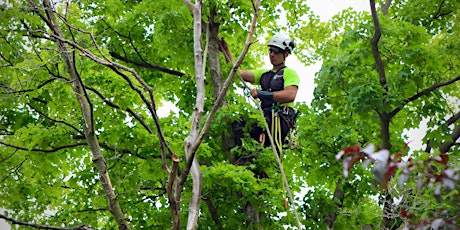 Reducing Hazards from Your Trees primary image