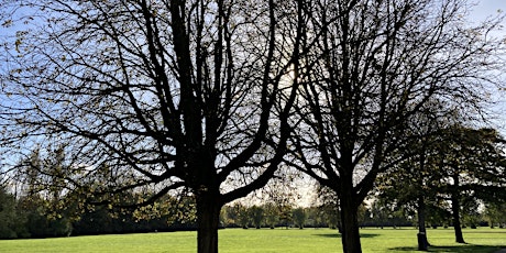 Wellbeing  Tree Walk  primärbild