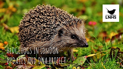 Imagem principal do evento Hedgehogs in London - Latest Updates and DNA Project