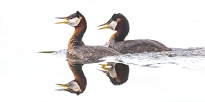 June 5-10, 2020: Alaska: Birds and Mammals of the Kenai Peninsula