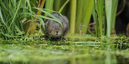 Immagine principale di Water Voles and other Riverside Mammals with Ruth Hawksley and Iain Webb 