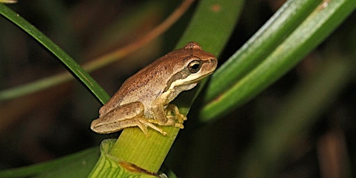 Imagen principal de Fascinating Frogs in Yarran Dheran with Frank Gallagher