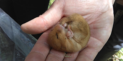 Online Introduction to Dormice with Henry Stanier primary image