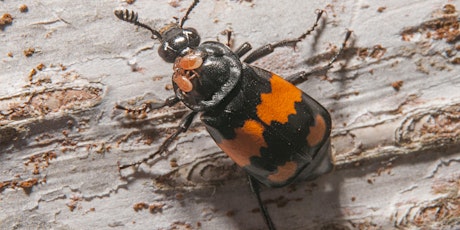 Online Introduction to Burying Beetles with Ellie Bladon