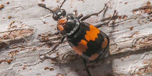 Imagem principal do evento Online Introduction to Burying Beetles with Ellie Bladon