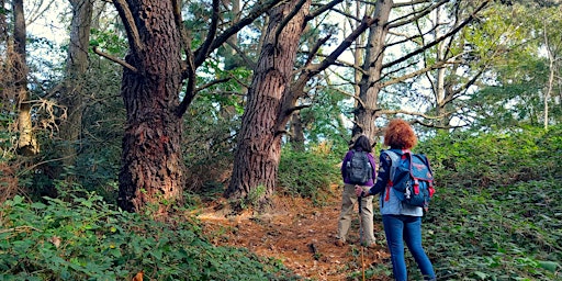 Imagem principal de Moor to Shore Guided Nature Walk at Turlin Moor and Upton Country Park