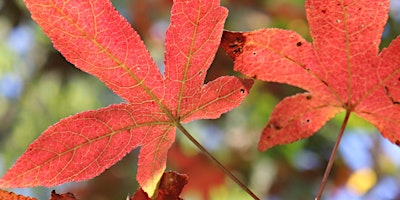 Image principale de Autumn Tales