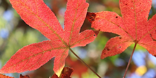 Autumn Tales primary image