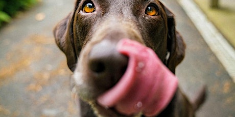 Imagen principal de SEMINARIO PROBLEMAS DE CONDUCTA DEL PERRO JOVEN 