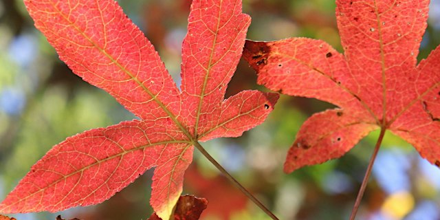 Image principale de Autumn Tales