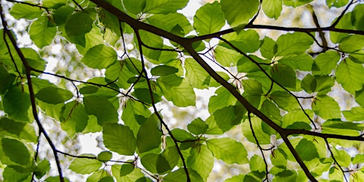 Great Trees for Iowa Neighborhoods primary image