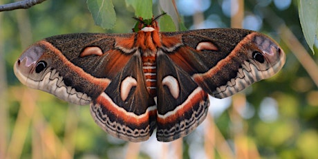 CANCELLED: Celebrate National Moth Week at DeKorte Park! primary image