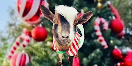 Imagen principal de Holiday Goat Yoga @ Bedford Public Library!