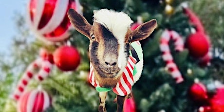 Imagen principal de Holiday Goat Yoga Addison Circle!