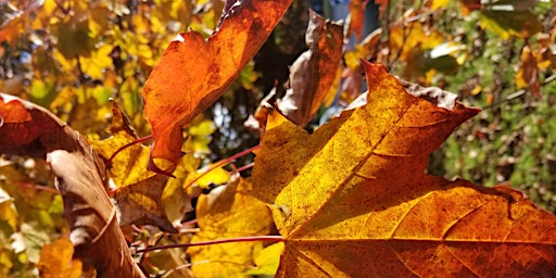 Gardening Lady Autumn Foraging Walk  with Lunch primary image