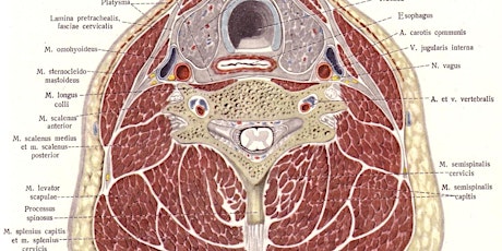 Cervical Osteopathy. Part 2 of 2.