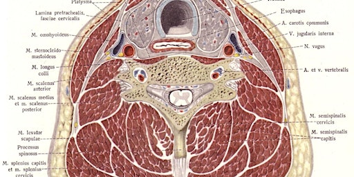 Primaire afbeelding van Cervical Osteopathy. Part 2 of 2.