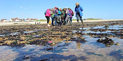 Imagem principal do evento Intertidal Survey - St Helens