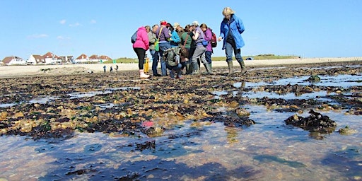 Imagem principal do evento Intertidal Survey - Compton