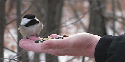 Chickadee Photography and Viewing Tour primary image